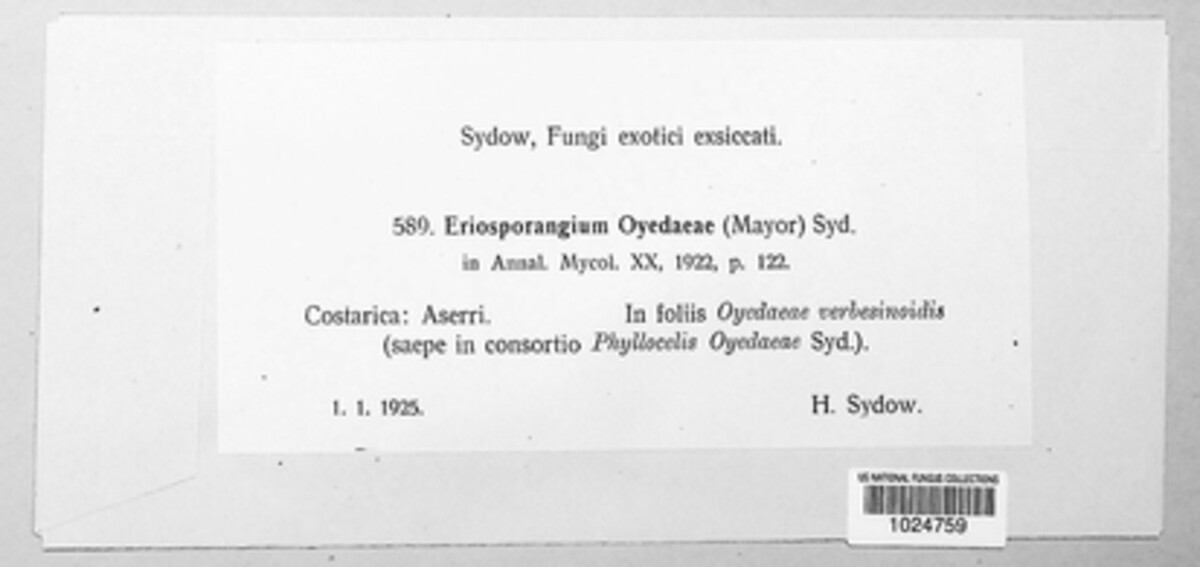 Puccinia oyedaeae image